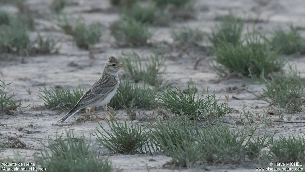 Turkestan Short-toed Larkadult