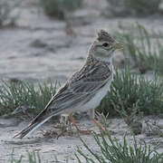 Turkestan Short-toed Lark