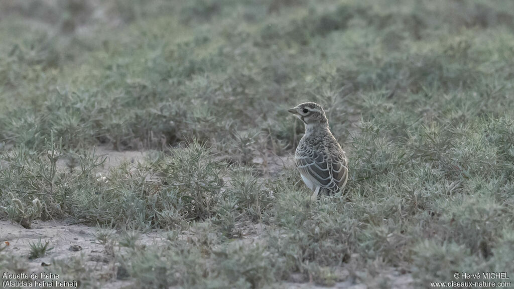 Turkestan Short-toed Larkjuvenile, aspect, pigmentation