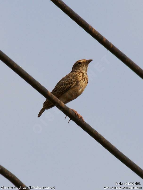 Singing Bush Lark