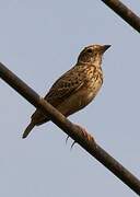 Singing Bush Lark