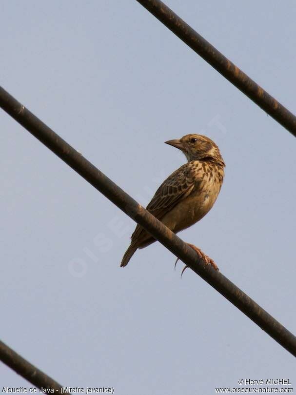 Horsfield's Bush Lark