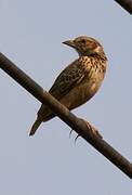 Singing Bush Lark