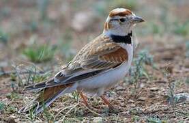 Mongolian Lark