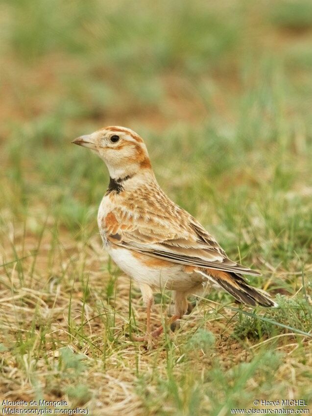 Mongolian Lark female adult