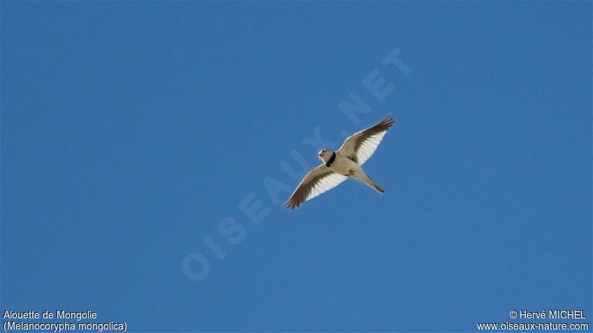 Mongolian Lark