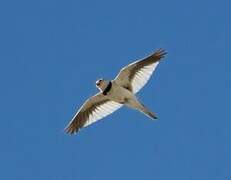 Mongolian Lark