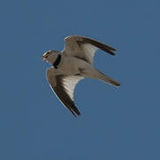 Mongolian Lark