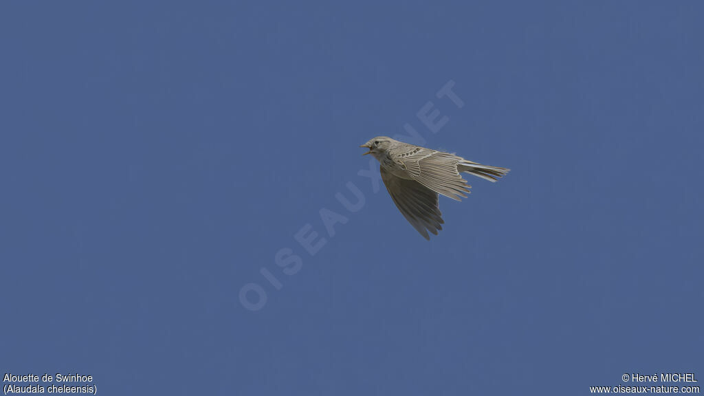 Asian Short-toed Lark