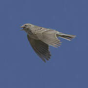 Asian Short-toed Lark