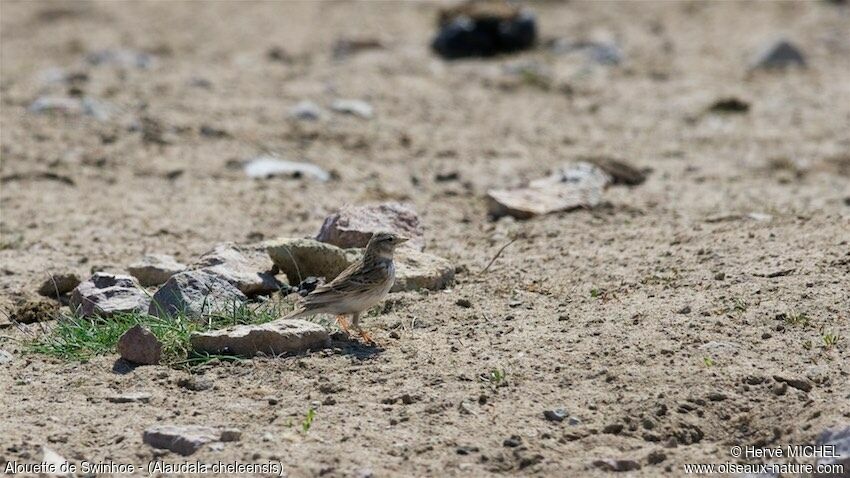 Asian Short-toed Lark