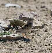 Asian Short-toed Lark