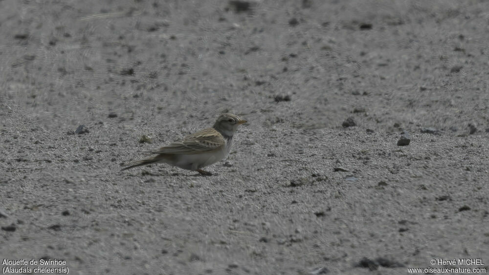 Asian Short-toed Lark