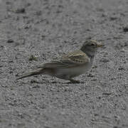 Asian Short-toed Lark