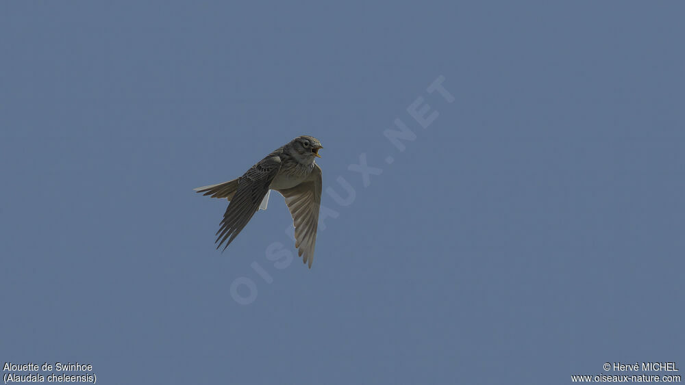 Asian Short-toed Lark