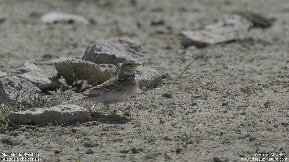 Asian Short-toed Lark