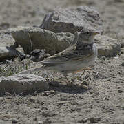 Asian Short-toed Lark