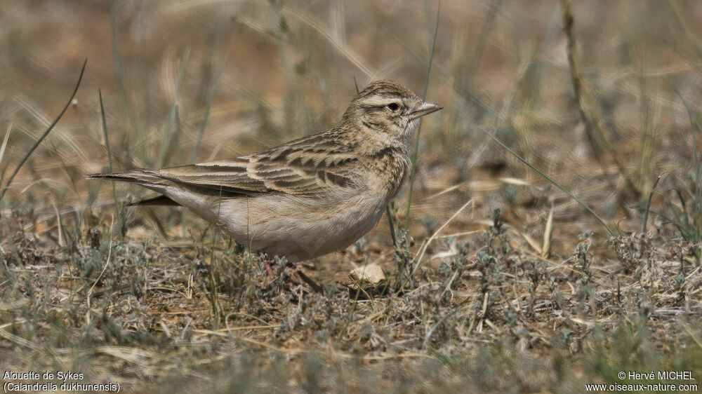 Mongolian Short-toed Lark