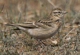 Mongolian Short-toed Lark