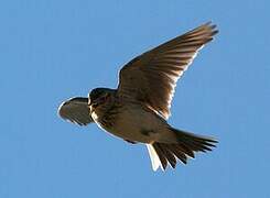 Eurasian Skylark