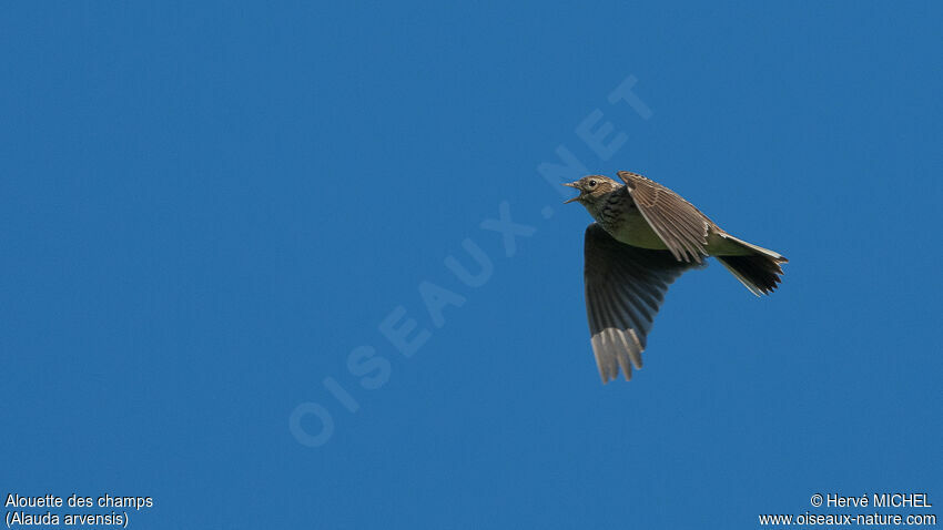 Eurasian Skylarkadult