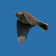 Eurasian Skylark