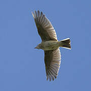 Eurasian Skylark