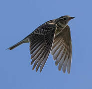 Eurasian Skylark
