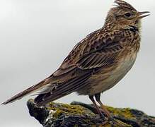 Eurasian Skylark