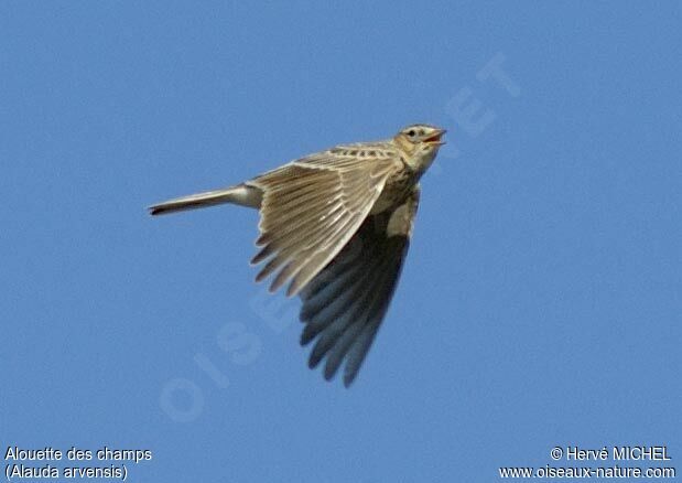 Eurasian Skylark