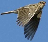 Eurasian Skylark