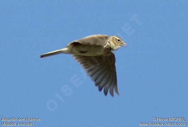 Eurasian Skylark