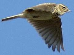 Eurasian Skylark