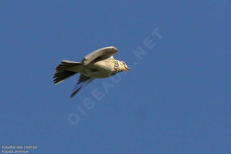 Eurasian Skylark male adult breeding