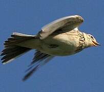 Eurasian Skylark