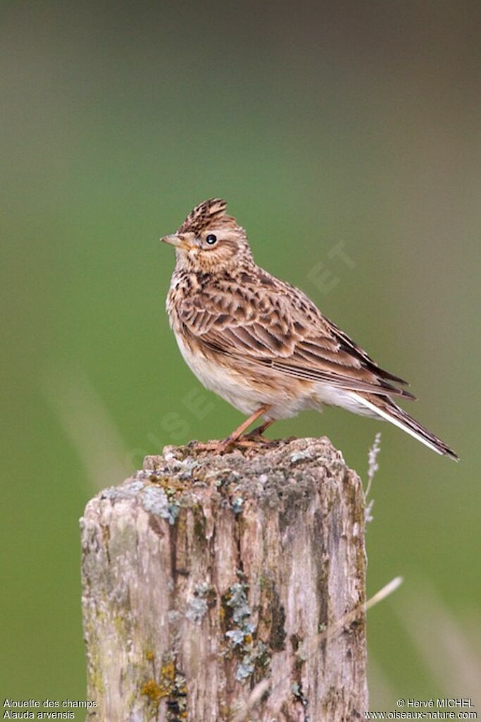 Eurasian Skylark male adult breeding, identification