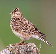 Eurasian Skylark