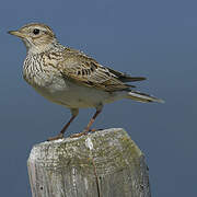 Eurasian Skylark