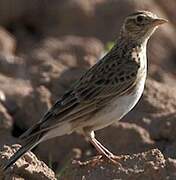 Eurasian Skylark