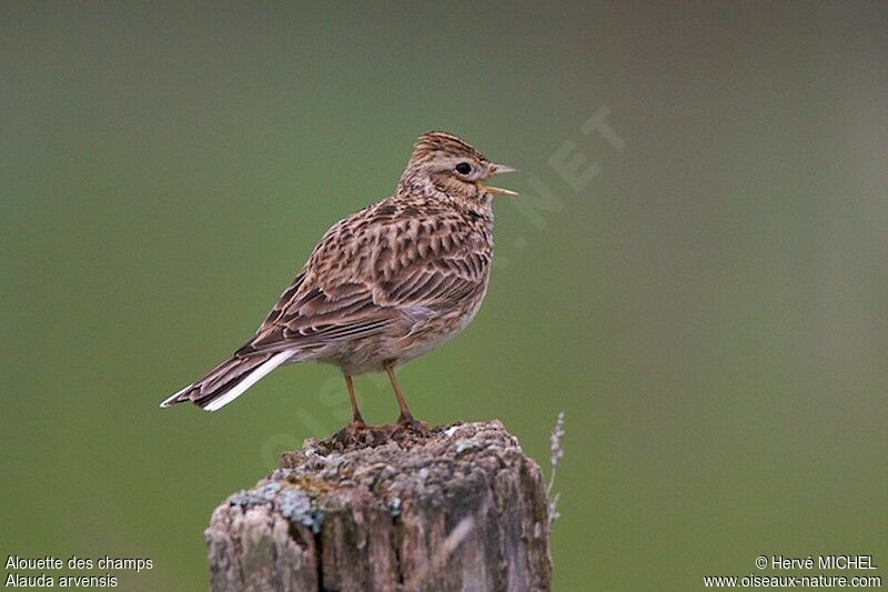 Eurasian Skylark male adult breeding, identification