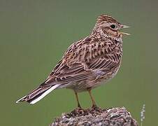 Eurasian Skylark