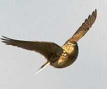 Eurasian Skylark