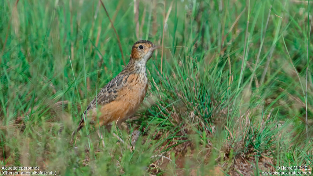 Alouette éperonnée