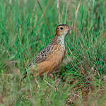 Alouette éperonnée