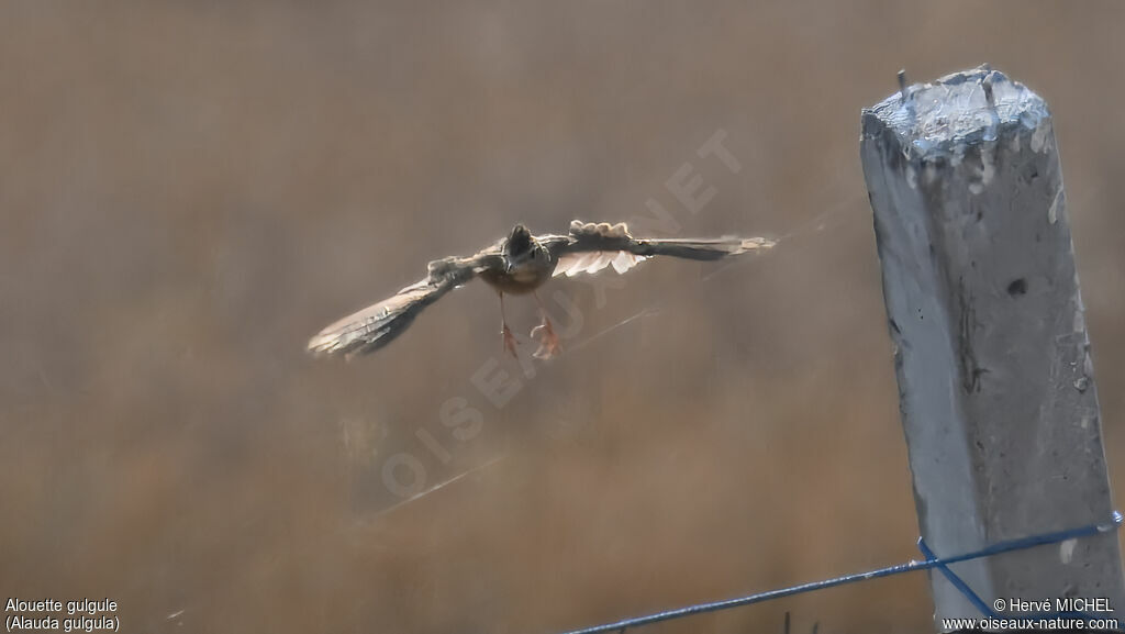 Oriental Skylark