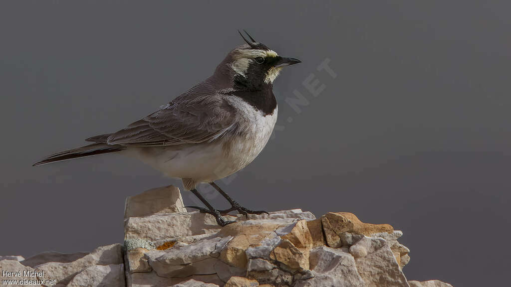 Horned Lark male adult breeding, pigmentation