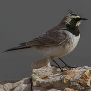 Horned Lark