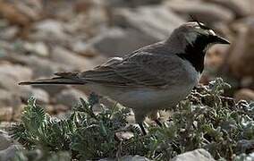 Horned Lark