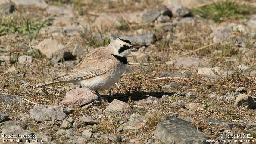 Horned Lark