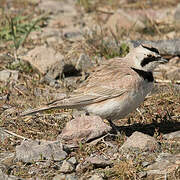 Horned Lark